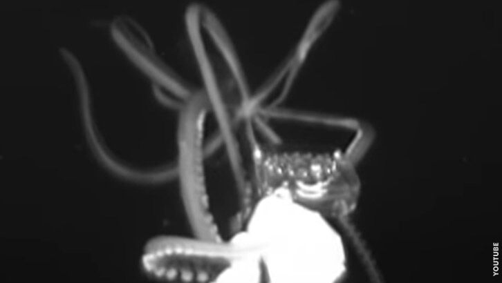Watch: Giant Squid Filmed in Gulf of Mexico