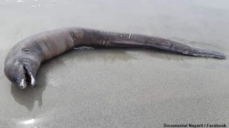 Strange Eye-Less Creature Remains Discovered on Beach in Mexico