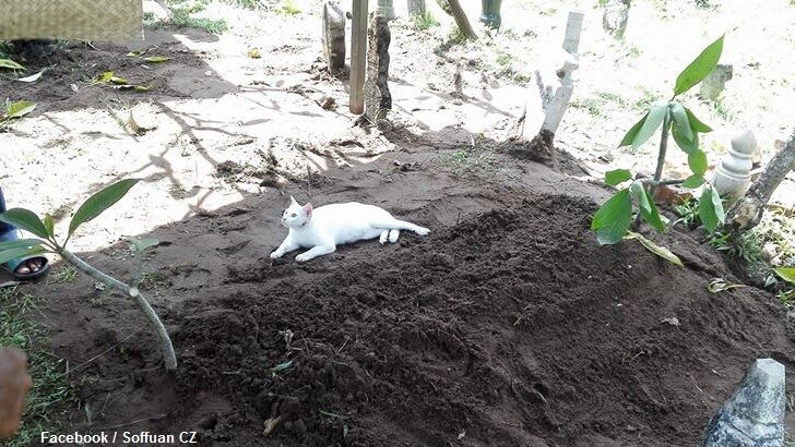 Watch: Eerie White Cat Crashes Funeral in Malaysia