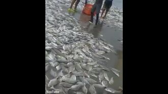 Watch: Thousands of Fish Wash Ashore on Beach Near Acapulco