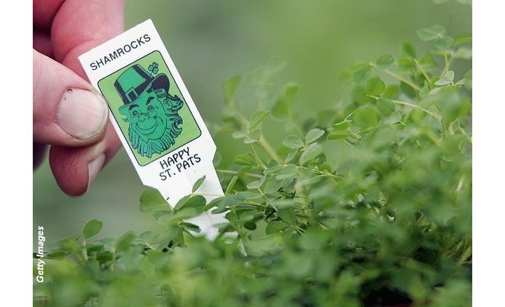 St. Patrick's Day Tribute Video