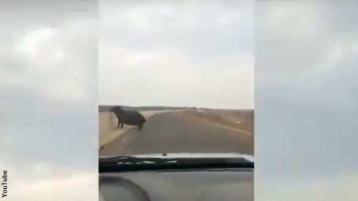 Video: Ornery Hippo Charges Truck