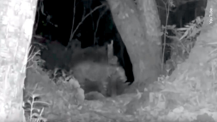 Watch: Extinct Leopard Caught on Camera?