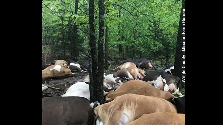Lightning Kills 32 Cows in Missouri!