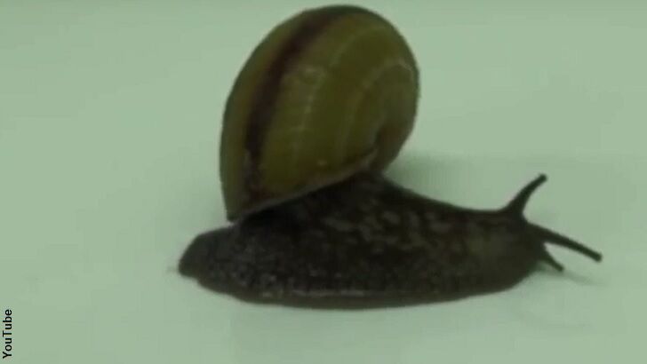 Snails Shown to Swing Their Shells