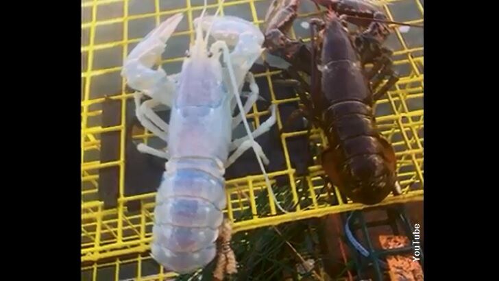 'Ghost' Lobster Caught in Maine