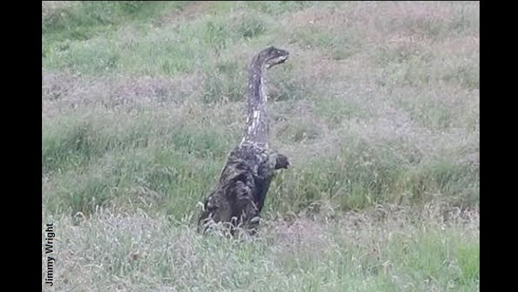 Odd 'Creature' Photographed in Scotland?