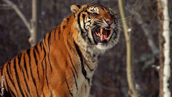 Russian Tiger Returns for Revenge?