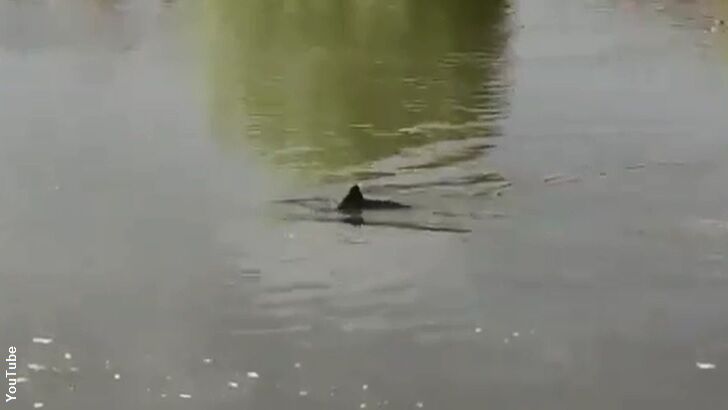 'Mystery Creature' Filmed in the River Thames