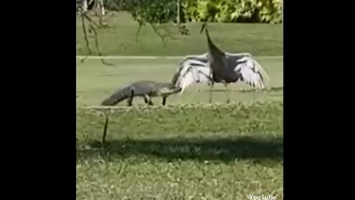 Watch: Alligator and Crane Have Strange Encounter
