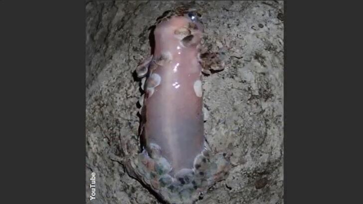 Newly Discovered Gecko Escapes Danger Naked and Alive 