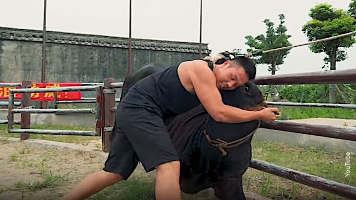 Martial Arts Bullfighting in China