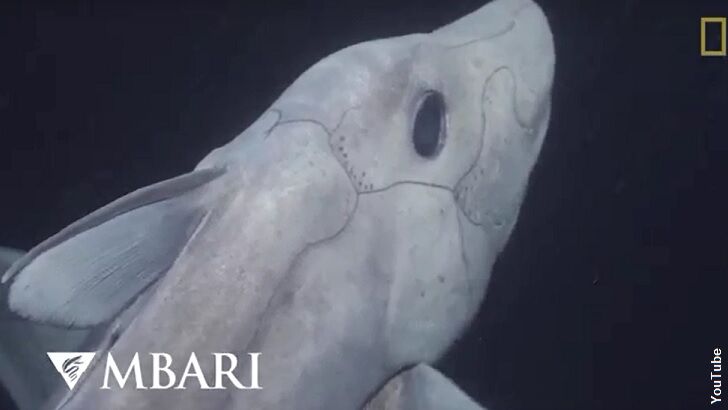 Watch: Rare Ghost Shark Filmed for the First Time