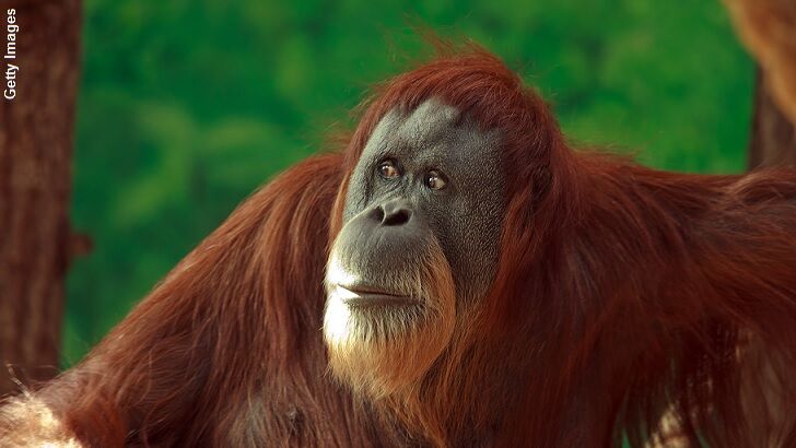 Video: Amazing Orangutan Mimics Human Speech