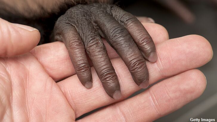 Esteemed Scientist Makes Shocking Human-Chimp Hybrid Claim