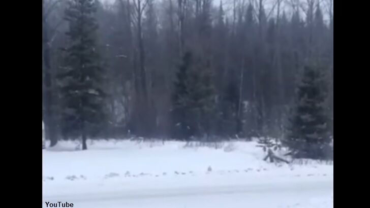 Video: Nightmarish Sounds Recorded Coming from Forest in BC