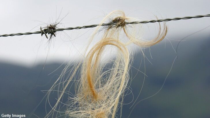 Yowie Hair Found on Fence?