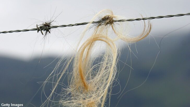 Yowie Hair Found on Fence?