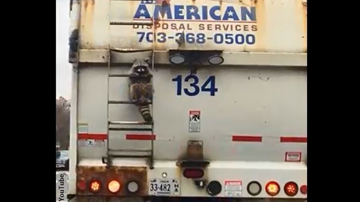 Raccoon Busted Riding the Back of a Garbage Truck