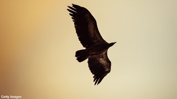 Thunderbird Spotted in Alaska?