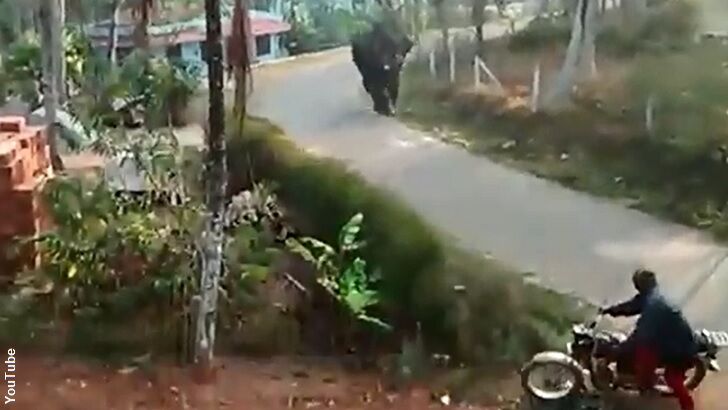 Watch: Ornery Elephant Charges Biker