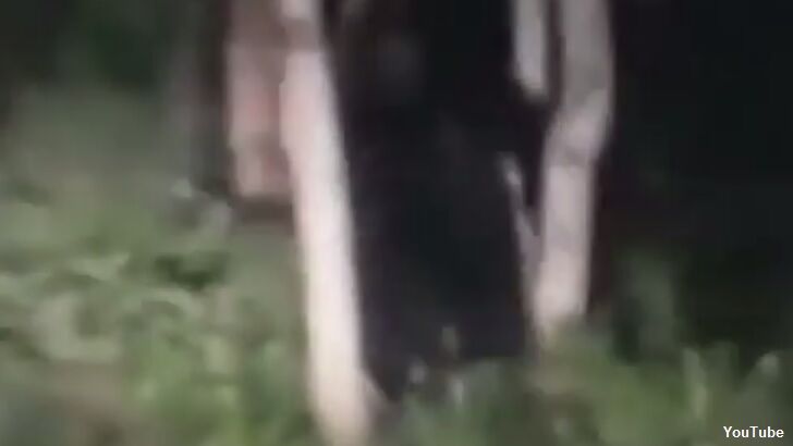 Watch: Couple Films Bigfoot in Utah?