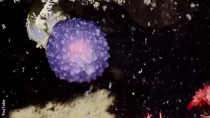 Watch: Underwater Purple Orb Baffles Scientists