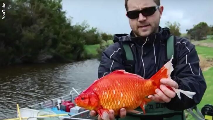 Video: Giant Goldfish Invade Australia's Waterways