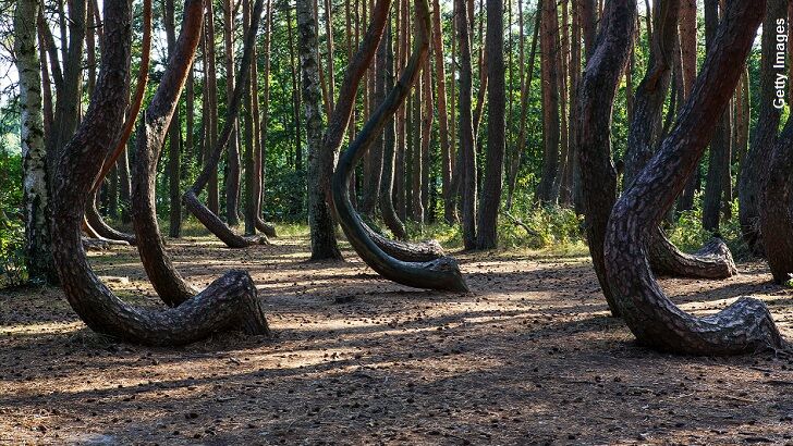 Crooked Forest Continues to Vex Experts