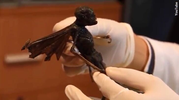 Body of Bizarre Winged Humanoid Found in Mexico