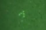 Night Vision UFO?