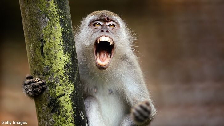 Monkeys Kill Man in India by Pelting Him with Bricks