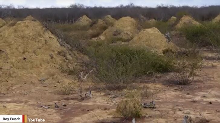 Video: Massive Array of Ancient Termite Mounds Found in Brazil