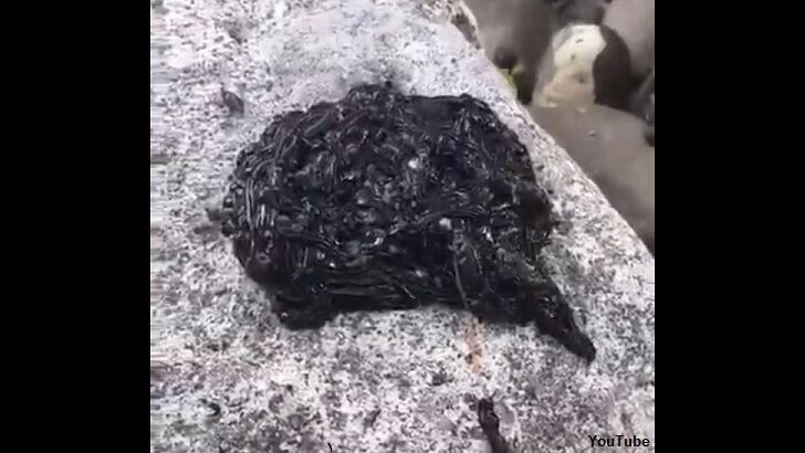 Unsettling 'Venom' Slime Caught on Film