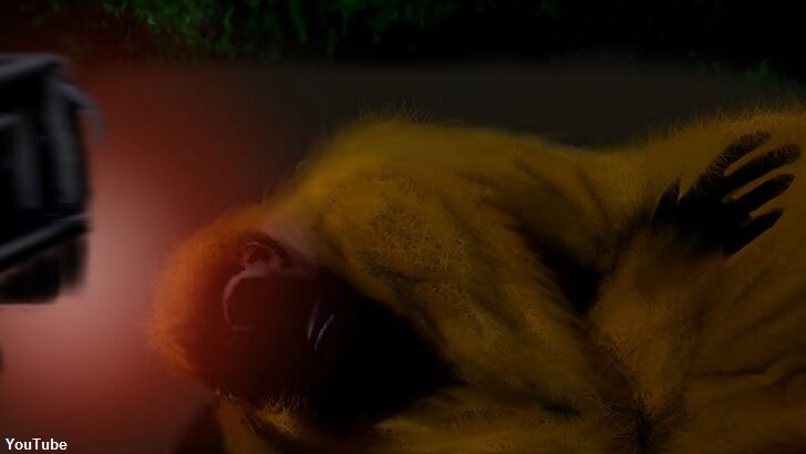 Australian Couple Spots Downed Yowie?