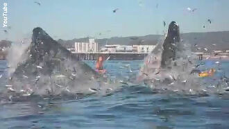 Video: Surfer Almost Swallowed by Whale