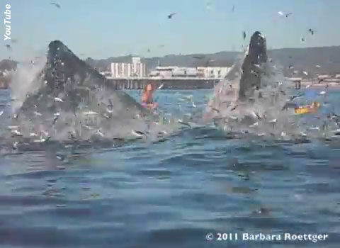 Video: Surfer Almost Swallowed by Whale