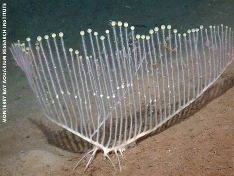 Freaky Meat-eating Sponge Found