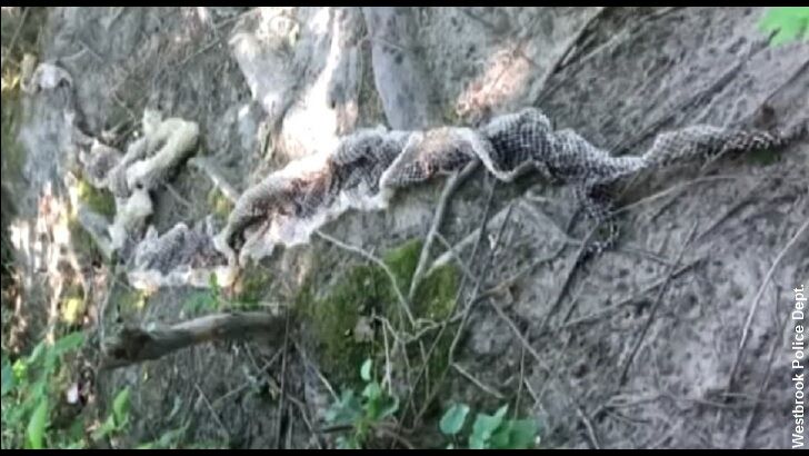 'Wessie' the Snake Presumed Dead