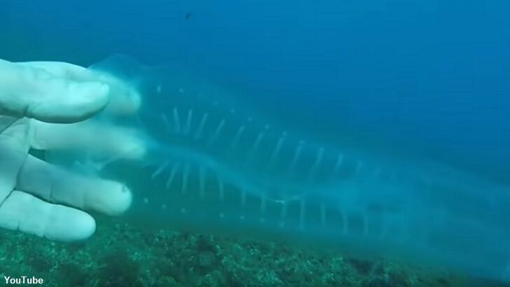 Watch: Diver Encounters 'Ghost Fish'
