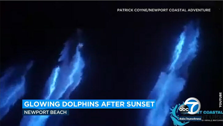 Watch: Glowing Dolphins Play in Bioluminescent Waves