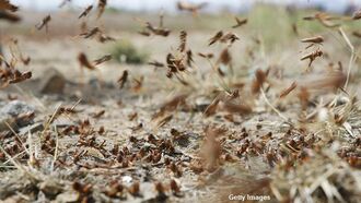 Argentina Bracing for Locust Plague