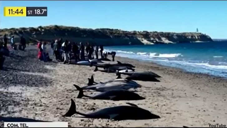 Video: Dozens of Dead Dolphins Wash Ashore in Argentina