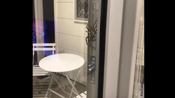Video: Monstrous Spider Menaces Australian Couple