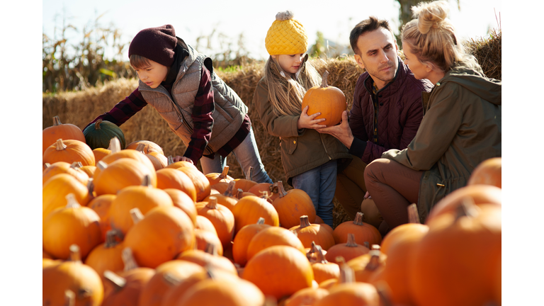Couple with daughter and son selecting pumpkins in pumpkin patch field