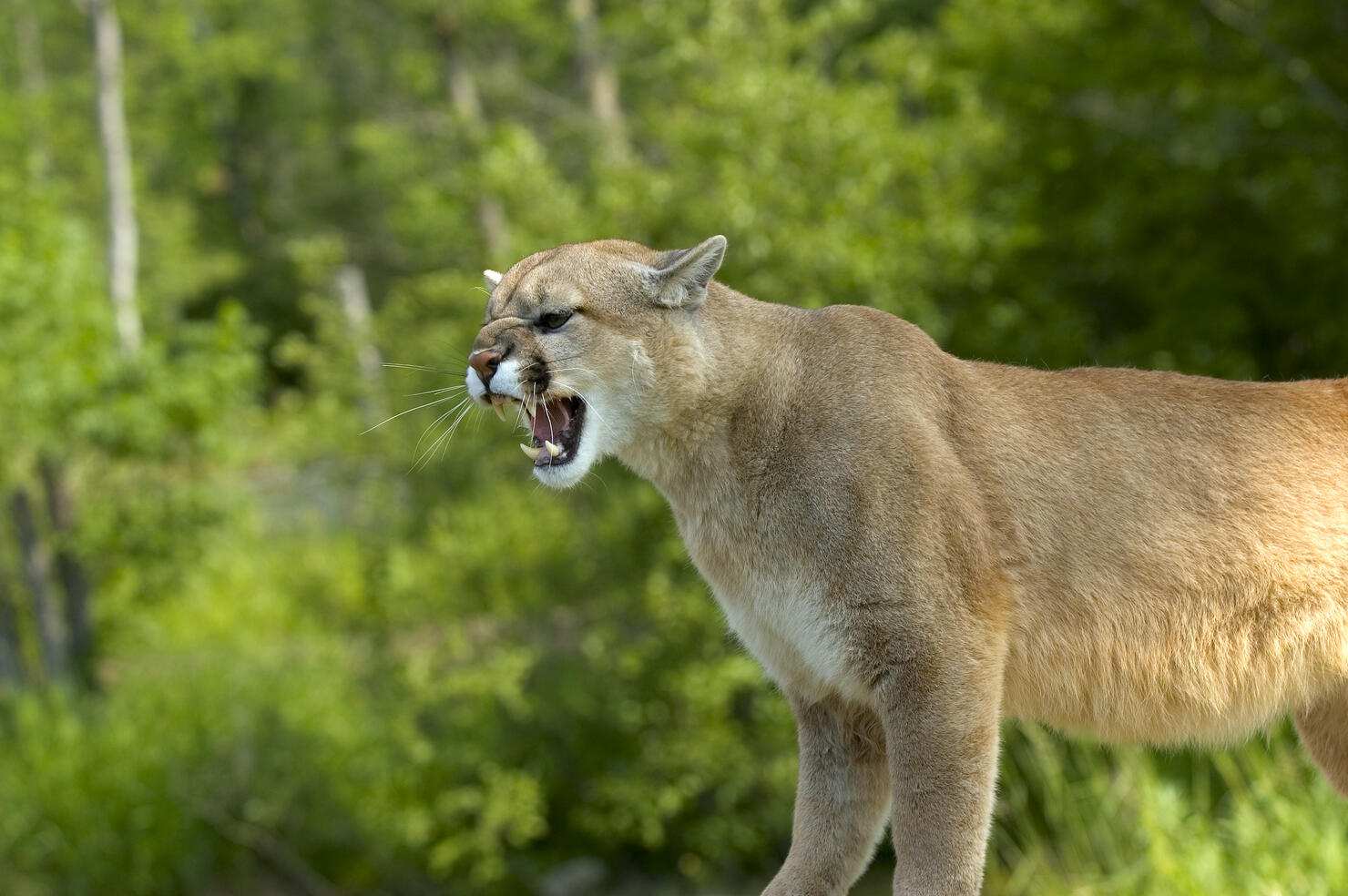 Cougar growling