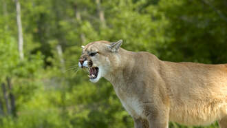 5 cyclists fought off cougar for 45 minutes to save their friend.