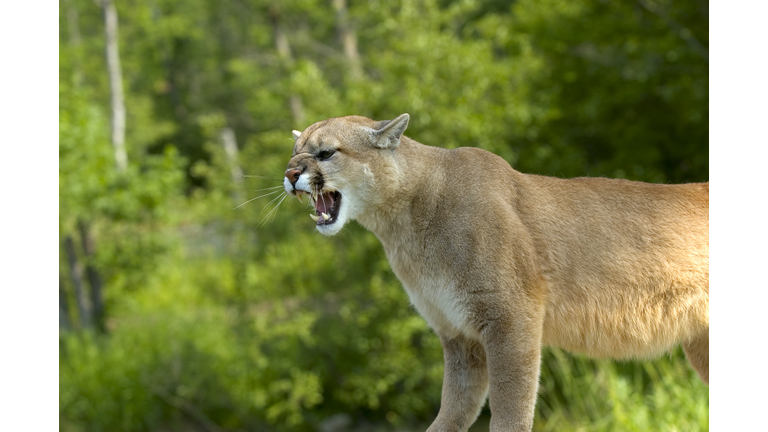 Cougar growling