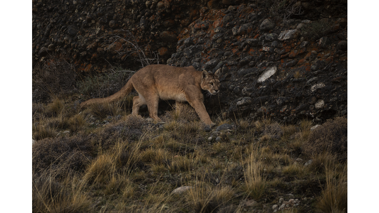 Puma or Mountain Lion in Chile