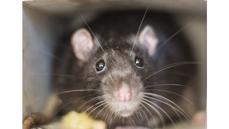 Close-up of a rat looks out of his refuge, symbol of 2020